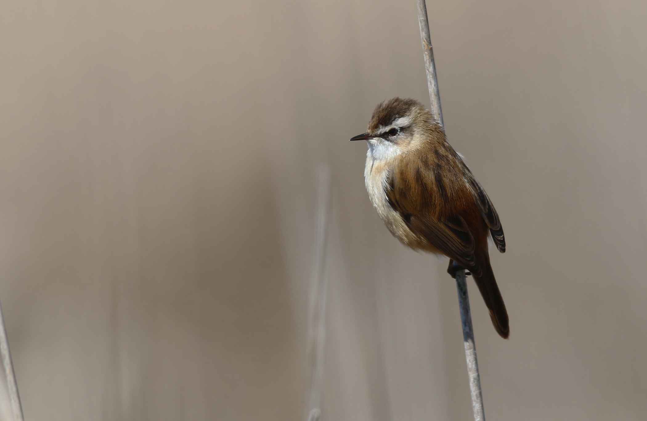 Moustached Warbler